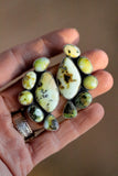 Palomino Cluster Studs
